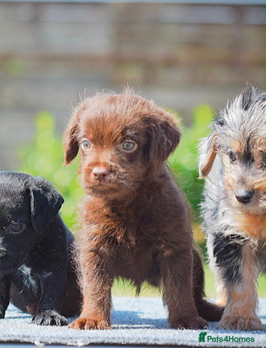 Mixed Breed dogs Patterpoo puppies cute, fun, happy, healthy  - Advert 1