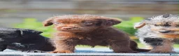Mixed Breed dogs for sale: Patterpoo puppies cute, fun, happy, healthy  - Advert 4