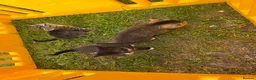 Mixed Breed cats for sale: The little kittens are looking for new homes. - Advert 11