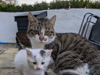 Mixed Breed cats 3 Tabby x Kittens - Advert 13