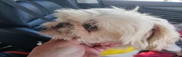 Shih Tzu dogs for sale: Stunning retire imperial cream/white boy - Advert 10