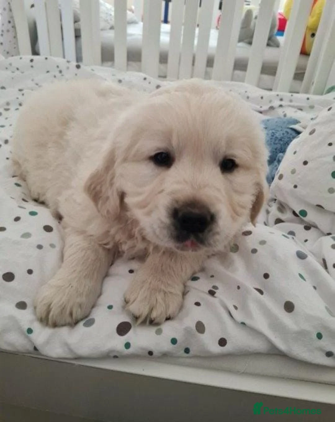 Golden Retriever dogs for sale: Adorable Golden Retriever puppies available.  - Advert 6