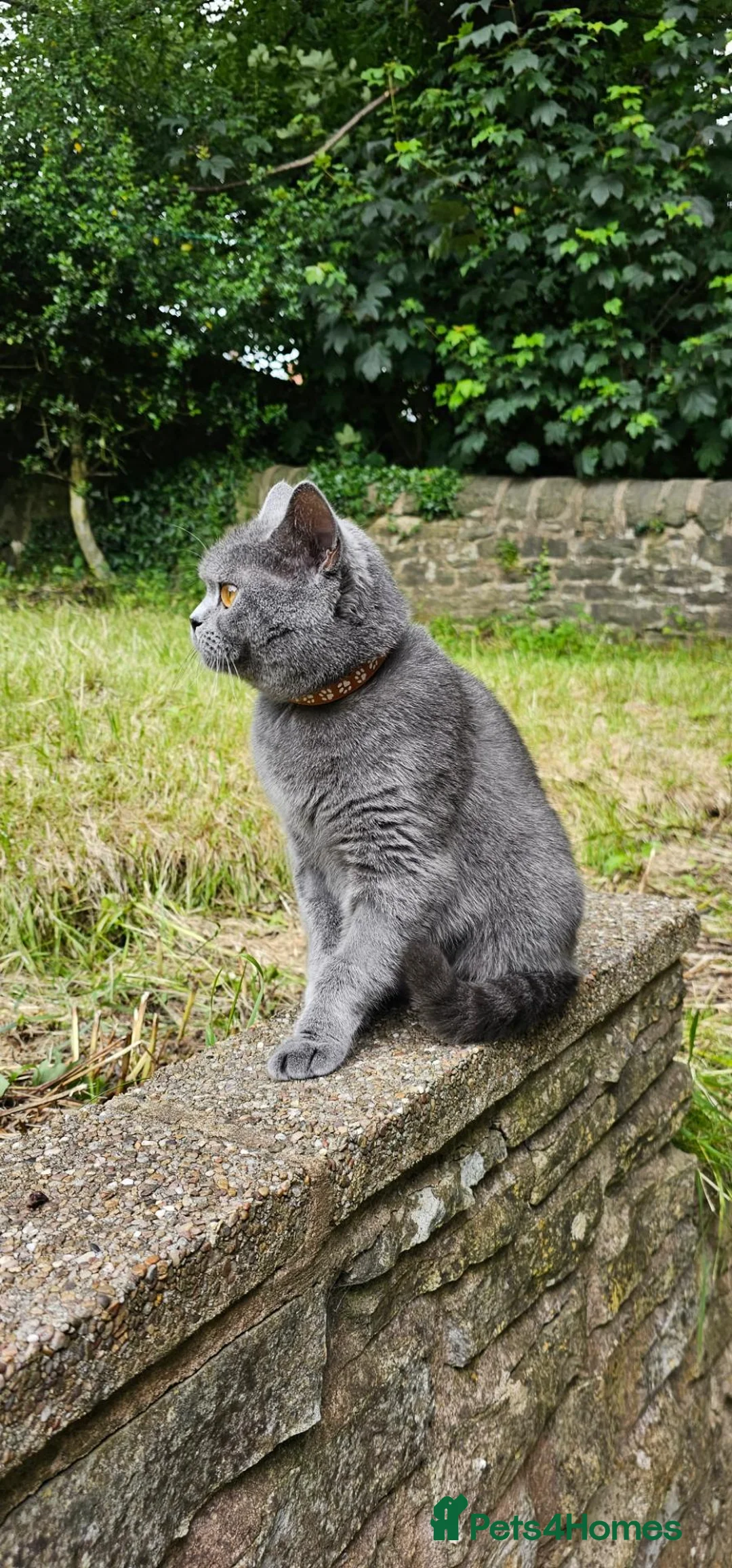 British Shorthair cats for sale: Family Cat For Sale - Advert 7