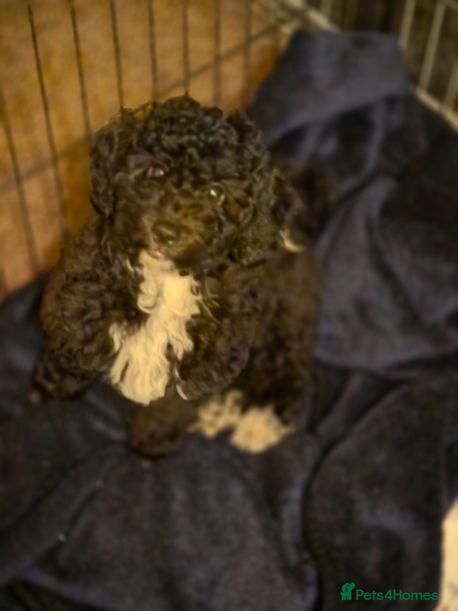 Poochon dogs  READY TO GO FULL INJECTION DONE poochon puppys  - Advert 1