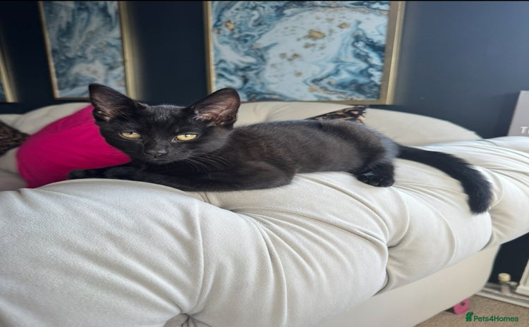 Bombay cats - Advert 2