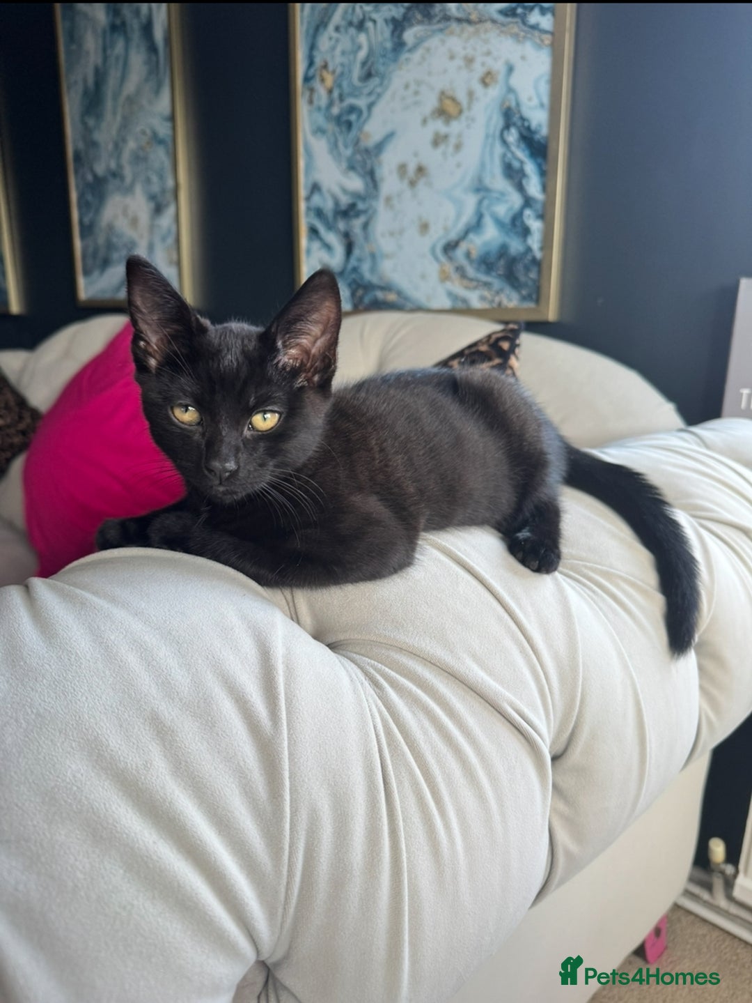 Bombay cats for sale: Bombay x moggy  - Image 1