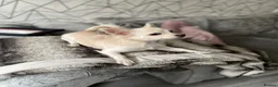 Chihuahua dogs for sale: Lovely 3 year old chihuahua ready to be re homed  in London - Advert 4