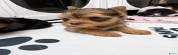 Yorkshire Terrier dogs for sale: Yorkshire terrier Merle  - Advert 5