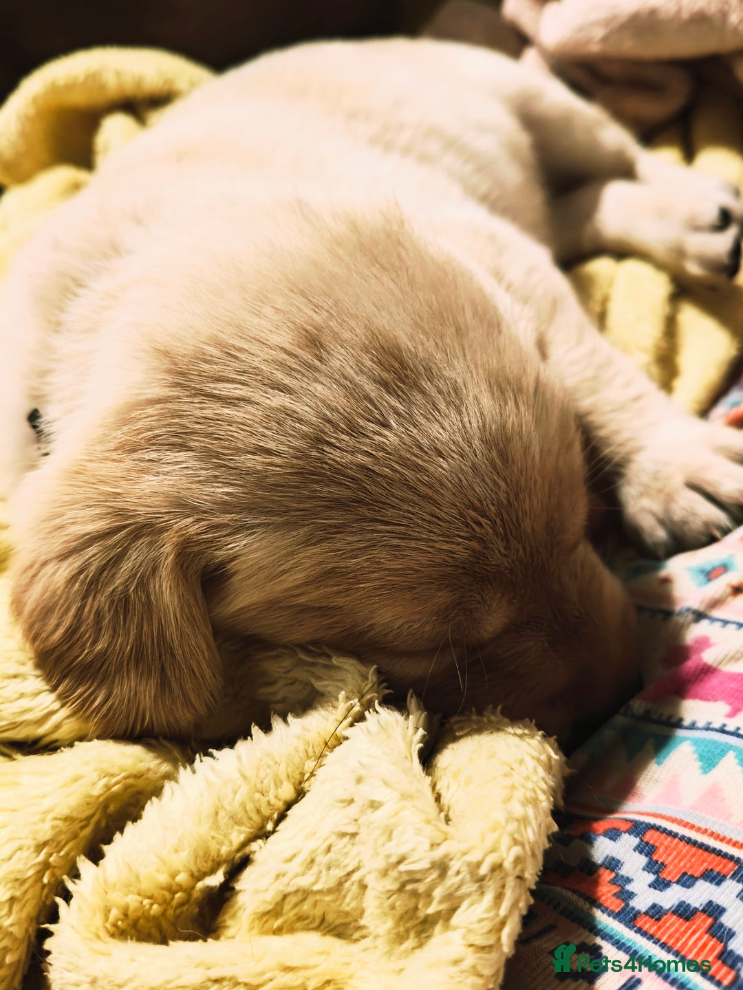 Labrador Retriever dogs for sale: Quality KC reg labs (Rare blue eyes!) - Advert 35