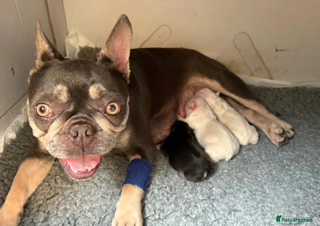 French Bulldog dogs for sale: French Bulldog Puppies  2 Boys & 1 Girl - Advert 1