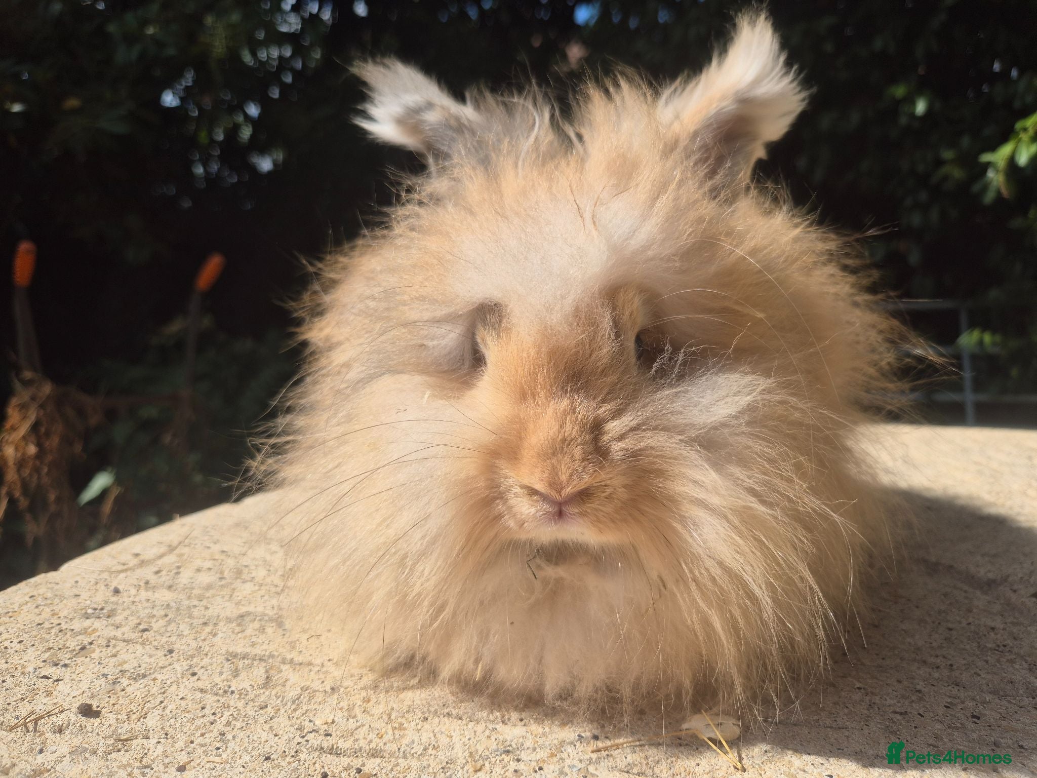 Angora rabbits 🌟STUNNING ANGORA BABIES- maxi full face 🌟 - Advert 2