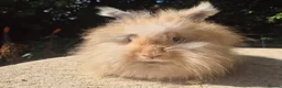 Angora rabbits for sale: 🌟STUNNING ANGORA BABIES- maxi full face 🌟 - Advert 2