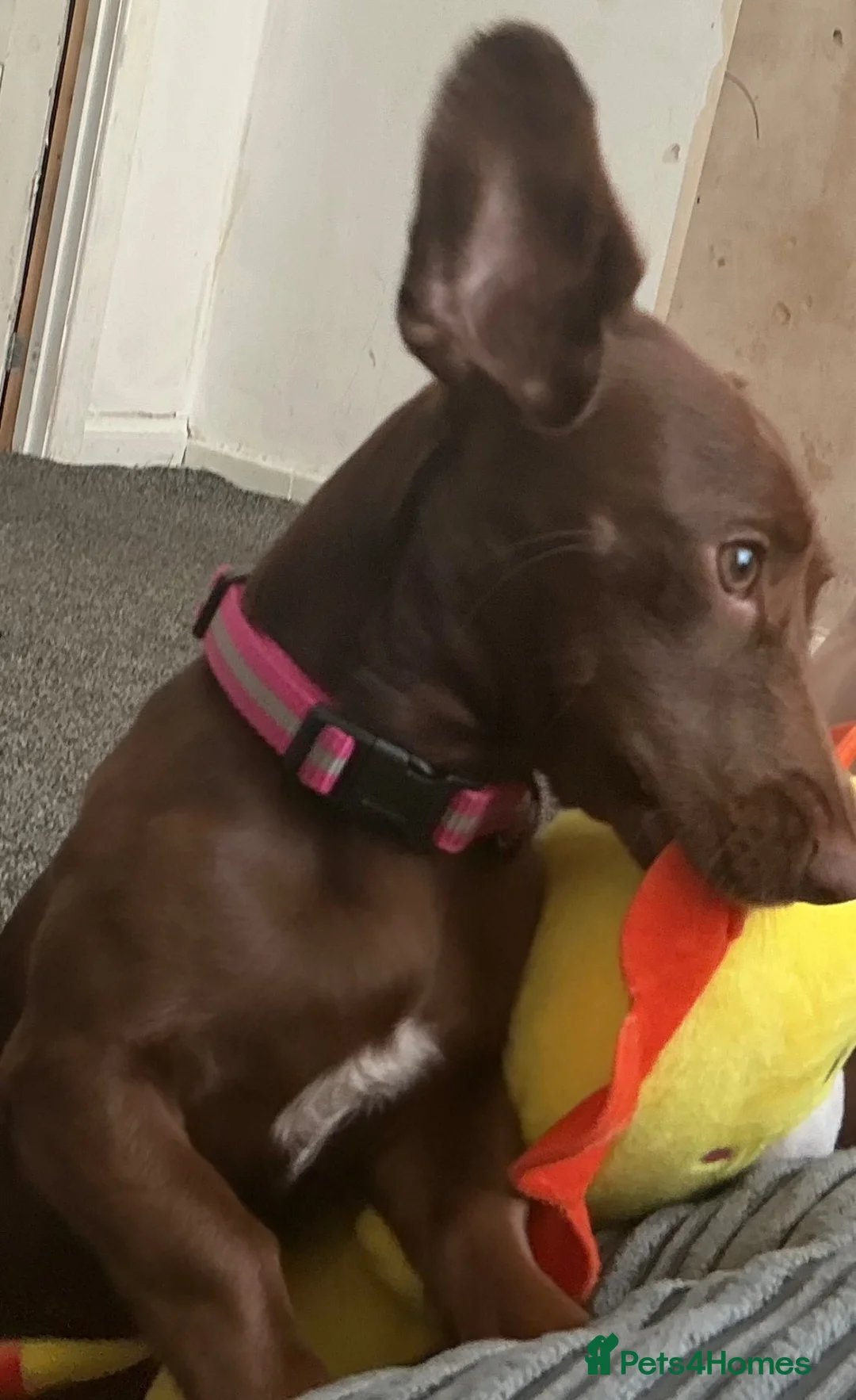 Mixed Breed dogs for sale: Rehome in Saint Helens - Advert 1