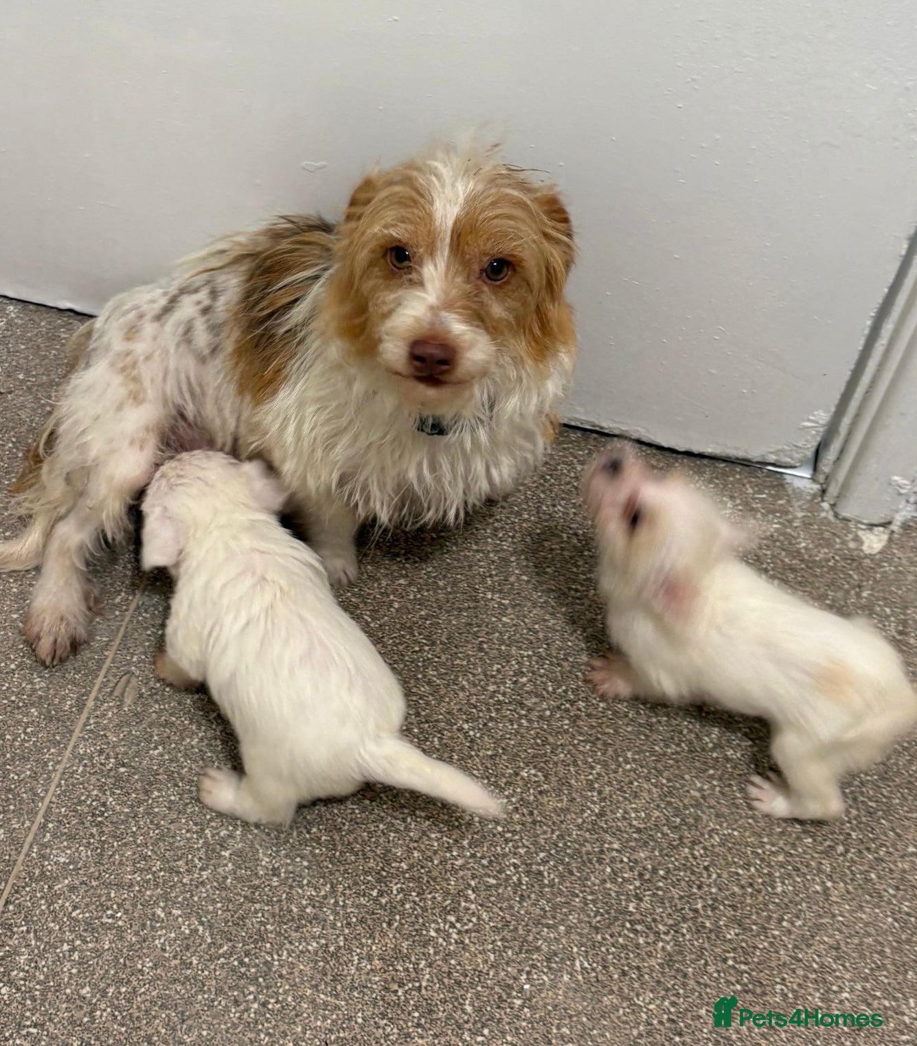 Mixed Breed dogs JackRussel x Maltese  - Advert 1