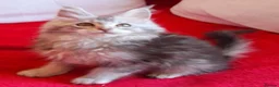 Maine Coon cats for sale: HCM/PKDef/SMA clear TICA silvers poly/non poly  - Advert 2