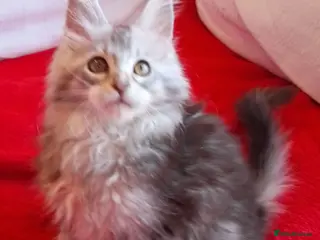 Maine Coon cats Gorgeous TICA silver Euro poly/non poly Active/pet - Advert 7
