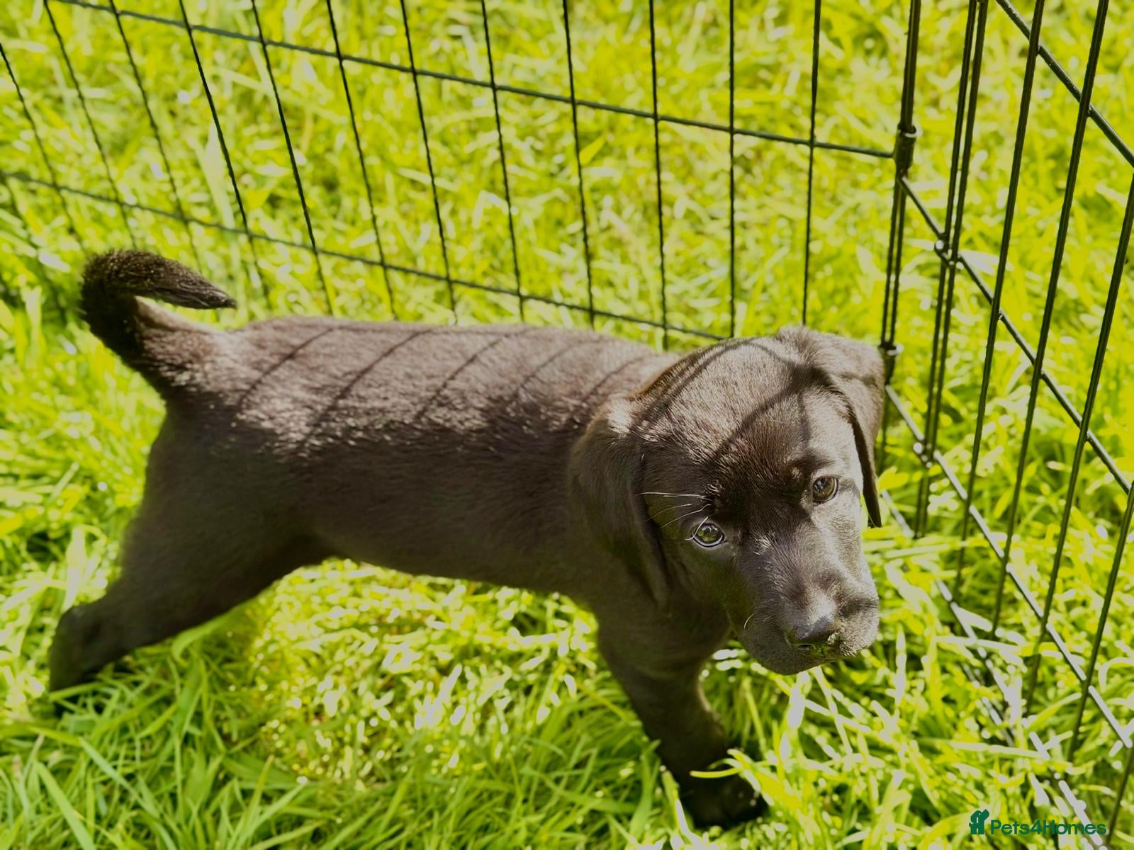 Labrador Retriever dogs Last KC Lab Girl 🐾 Exceptional Pedigree - Advert 2