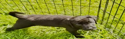 Labrador Retriever dogs for sale: Outstanding Labrador Puppies–Exceptional Pedigree - Advert 10