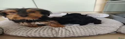 Yorkiepoo dogs for sale: 5 stunning yorkiepoo puppies  in Cambridge - Advert 4