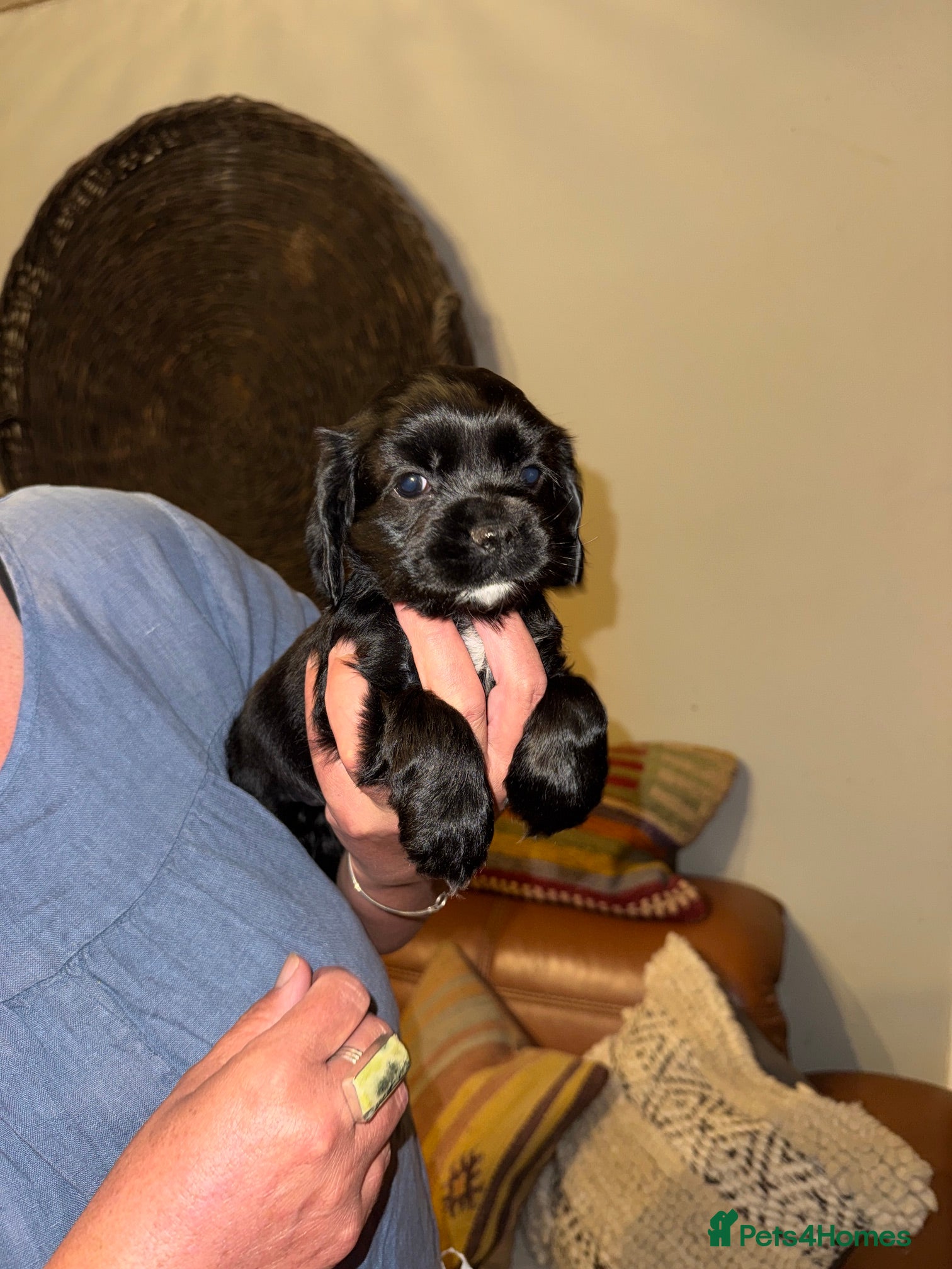 Mixed Breed dogs for sale: Stunning Colonial Cocker Spaniel Girls - Advert 5