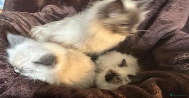 Ragdoll cats - Advert 9
