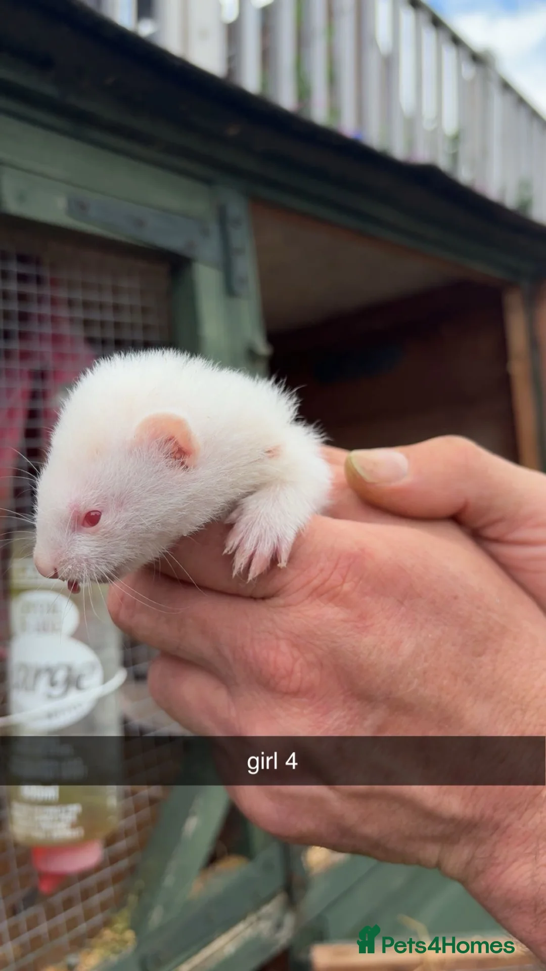Ferret rodents for sale: Ferret kits for sale  - Advert 10