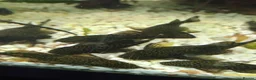 Plecos fish for sale: algae eaters - Advert 3