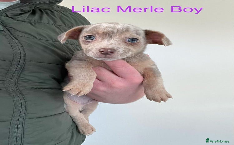 Jack Russell dogs 🌈 Jack Russells 🌈 - Advert 9