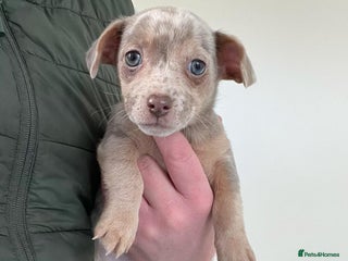 Jack Russell dogs 🌈 Jack Russells 🌈 - Advert 3