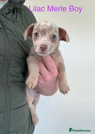 Jack Russell dogs 🌈 Jack Russells 🌈 - Advert 9