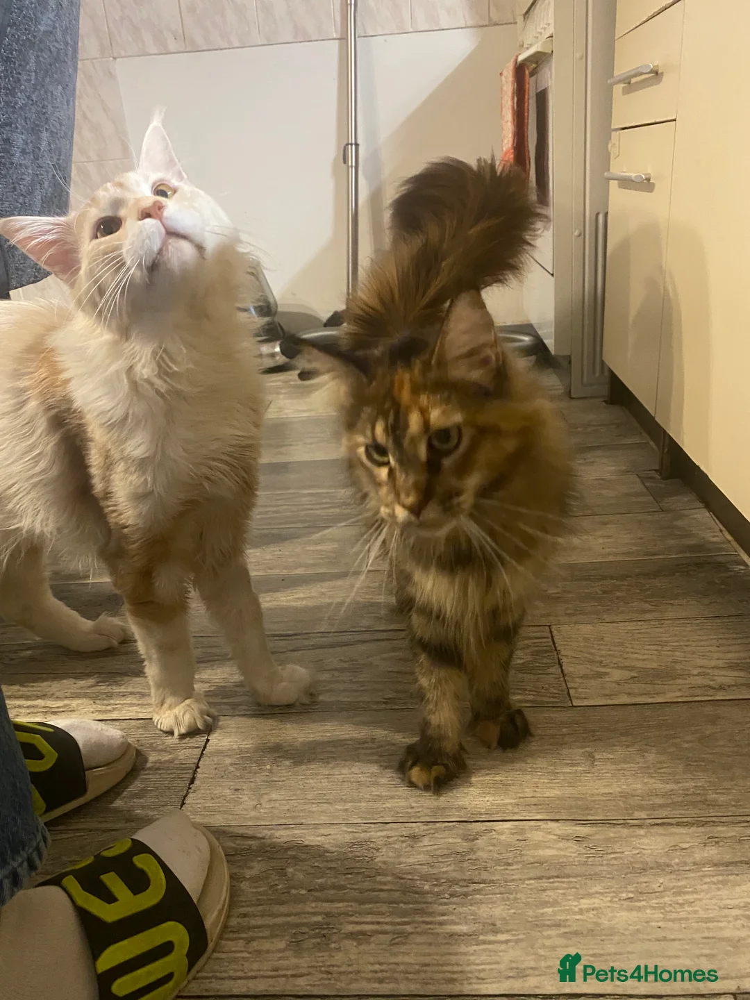 Maine Coon cats for sale: 3 Maine Coon for sale - Advert 10