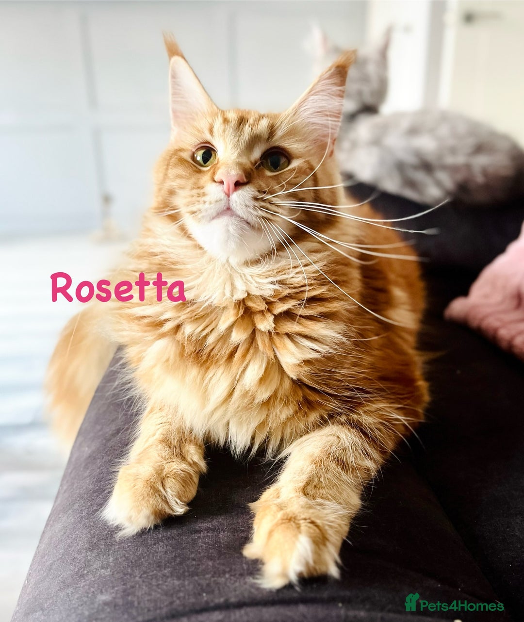 Maine Coon cats for sale: *READY* Stunning Tica Maine Coons - Image 15
