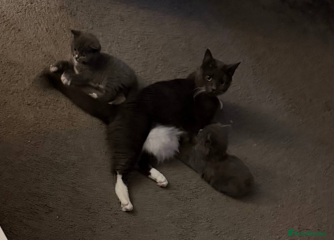 British Shorthair cats for sale: Two beautiful bi colour girls ready for new homes  - Advert 11