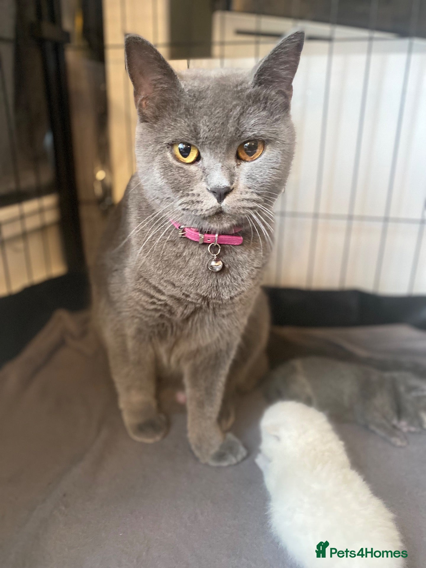 British Shorthair cats BEAUTIFUL SCOTTISH FOLD × BRITISH SHORTHAIR GIRLS - Advert 1