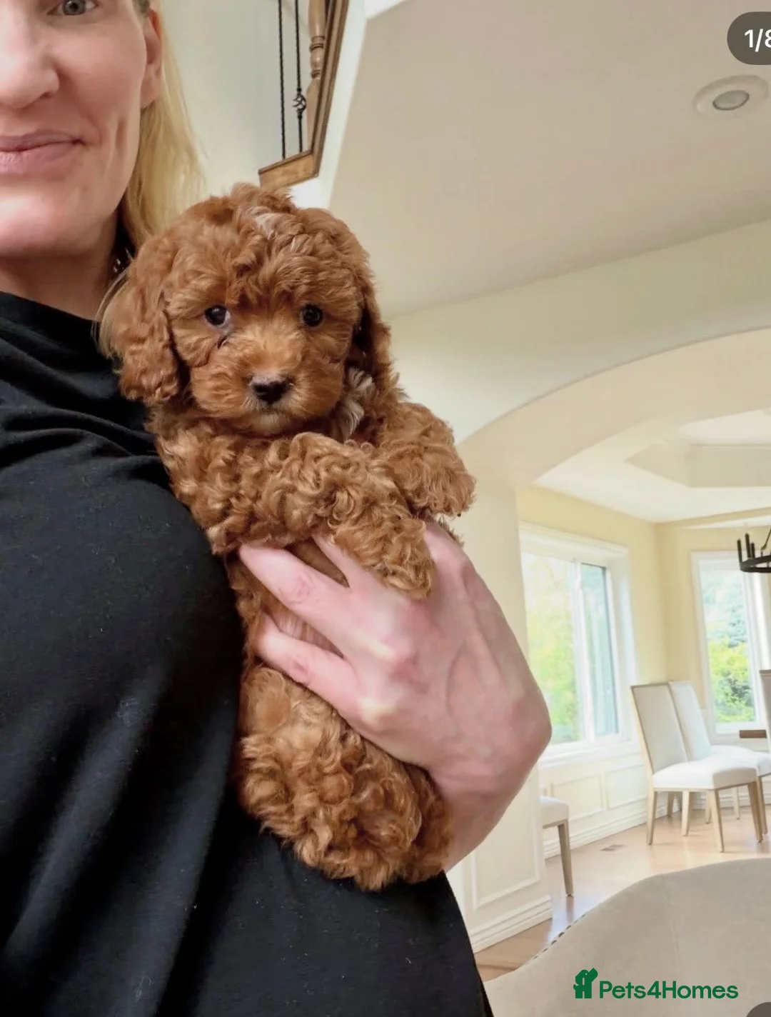 Cavapoo dogs for sale: Red toy Cavapoo puppies - Advert 2