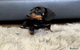 Dachshund dogs for sale: Miniature smooth haired Dachshund puppies  - Image 4