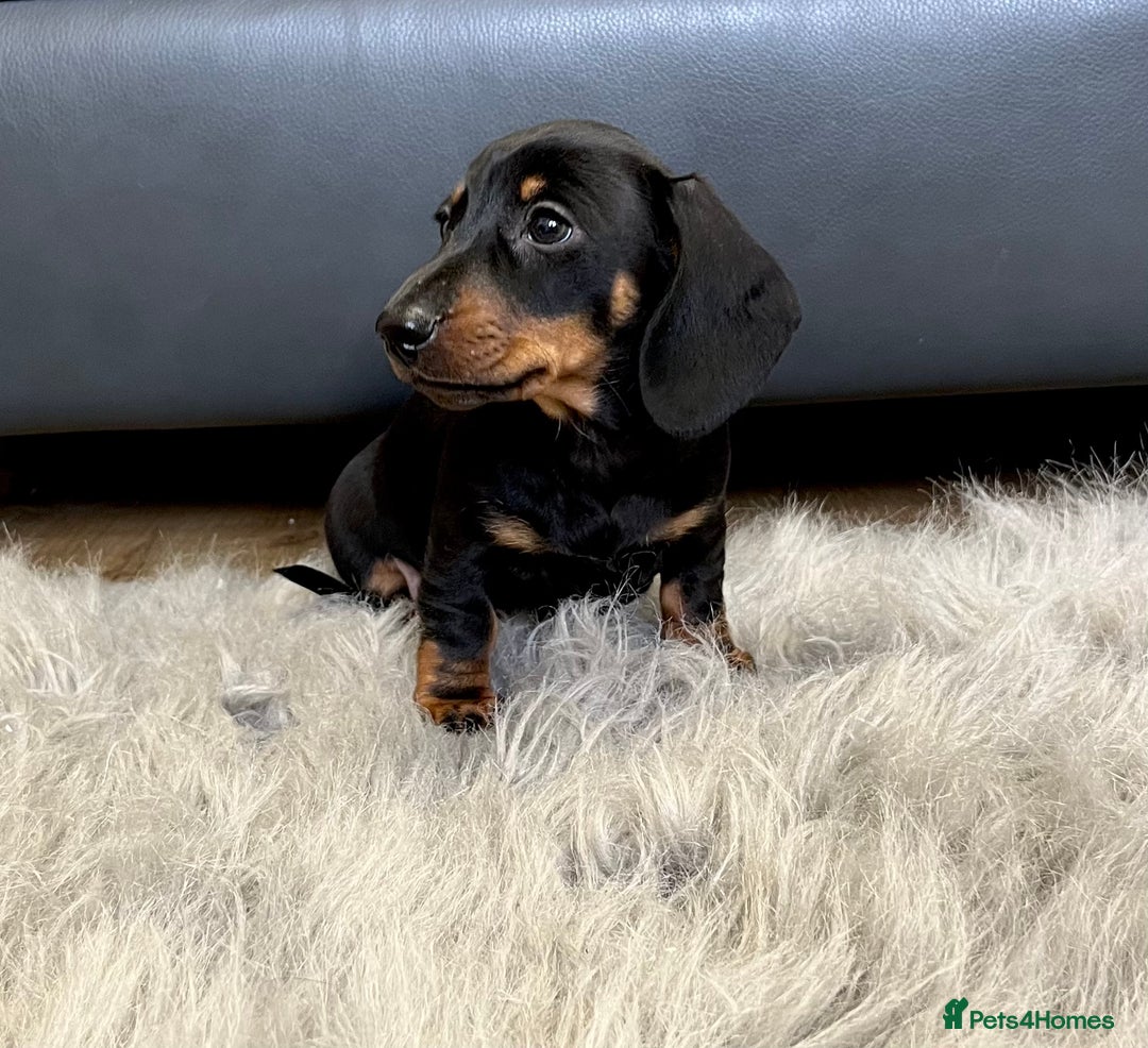 Dachshund dogs for sale: Miniature smooth haired Dachshund puppies  - Image 4
