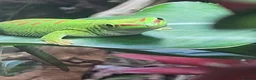 Gecko reptiles for sale: Giant Madagascan day Gecko - Advert 4