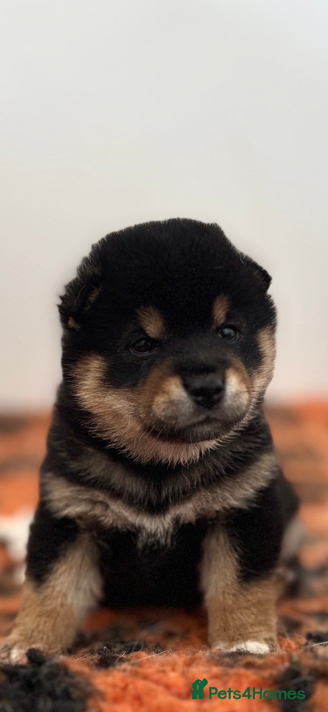 Japanese Shiba Inu dogs for sale: Shiba Inu Boy – Champion Crufts JP Heritage - Image 33