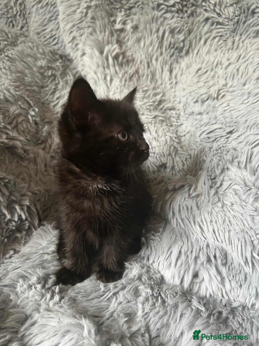 Mixed Breed cats for sale: 4 beautiful kittens for sale.  - Image 8