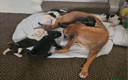 Mixed Breed dogs for sale: Staff x mastiff puppies 4 boy 3 girls - Image 5