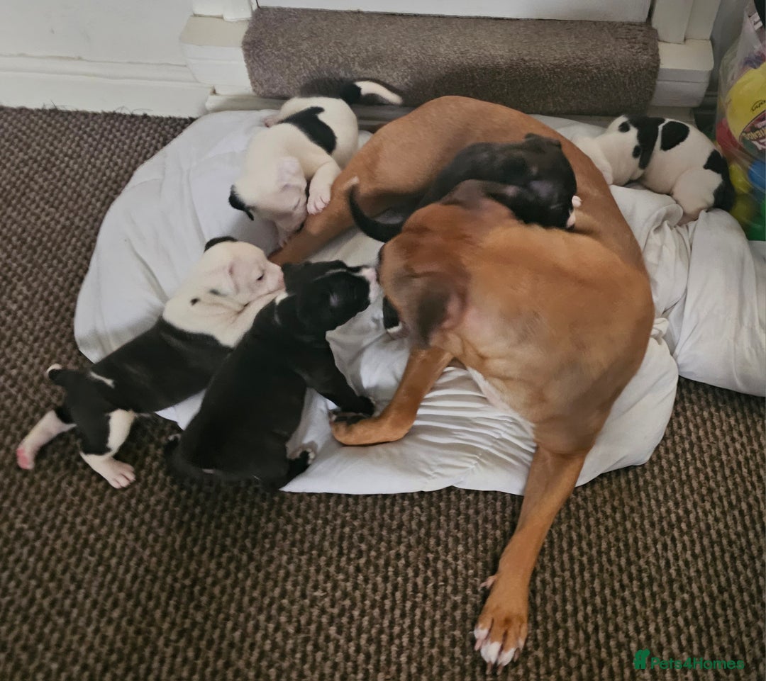 Mixed Breed dogs for sale: Staff x mastiff puppies 4 boy 3 girls - Image 5