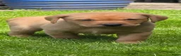 Labrador Retriever dogs for sale: Lovely Chunky Fox Red Labs - Advert 4