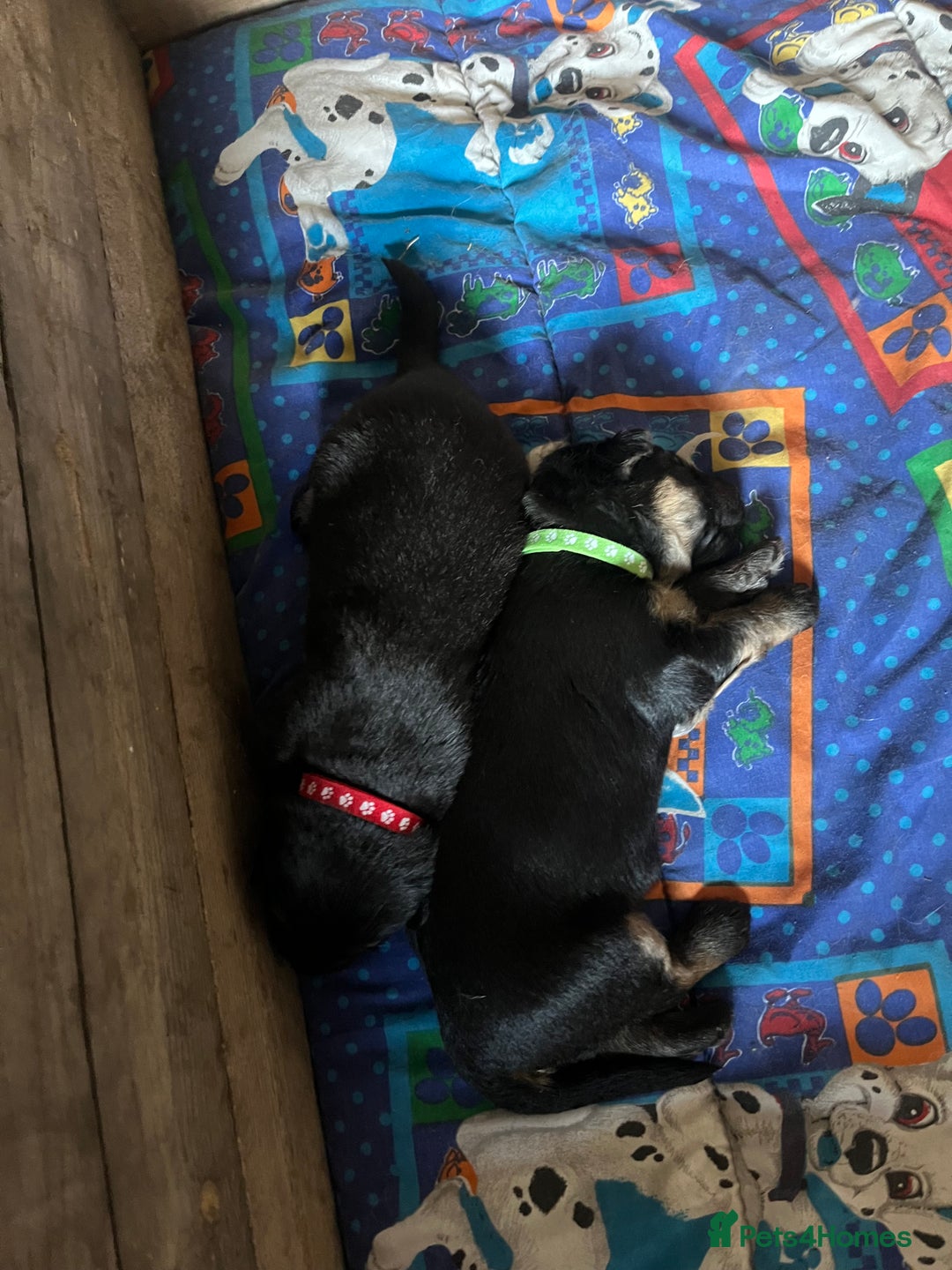 German Shepherd dogs for sale: German shepherd puppies  - Image 23