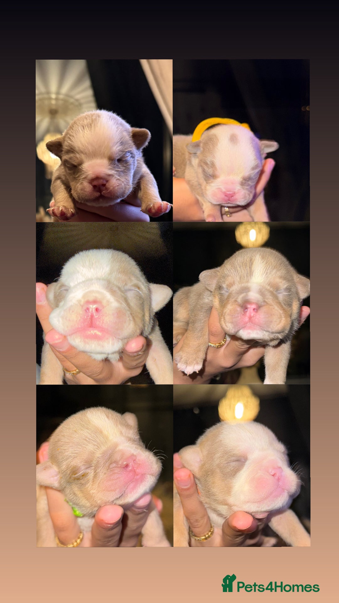 English Bulldog dogs for stud: Vincent aka vinny  - Advert 10