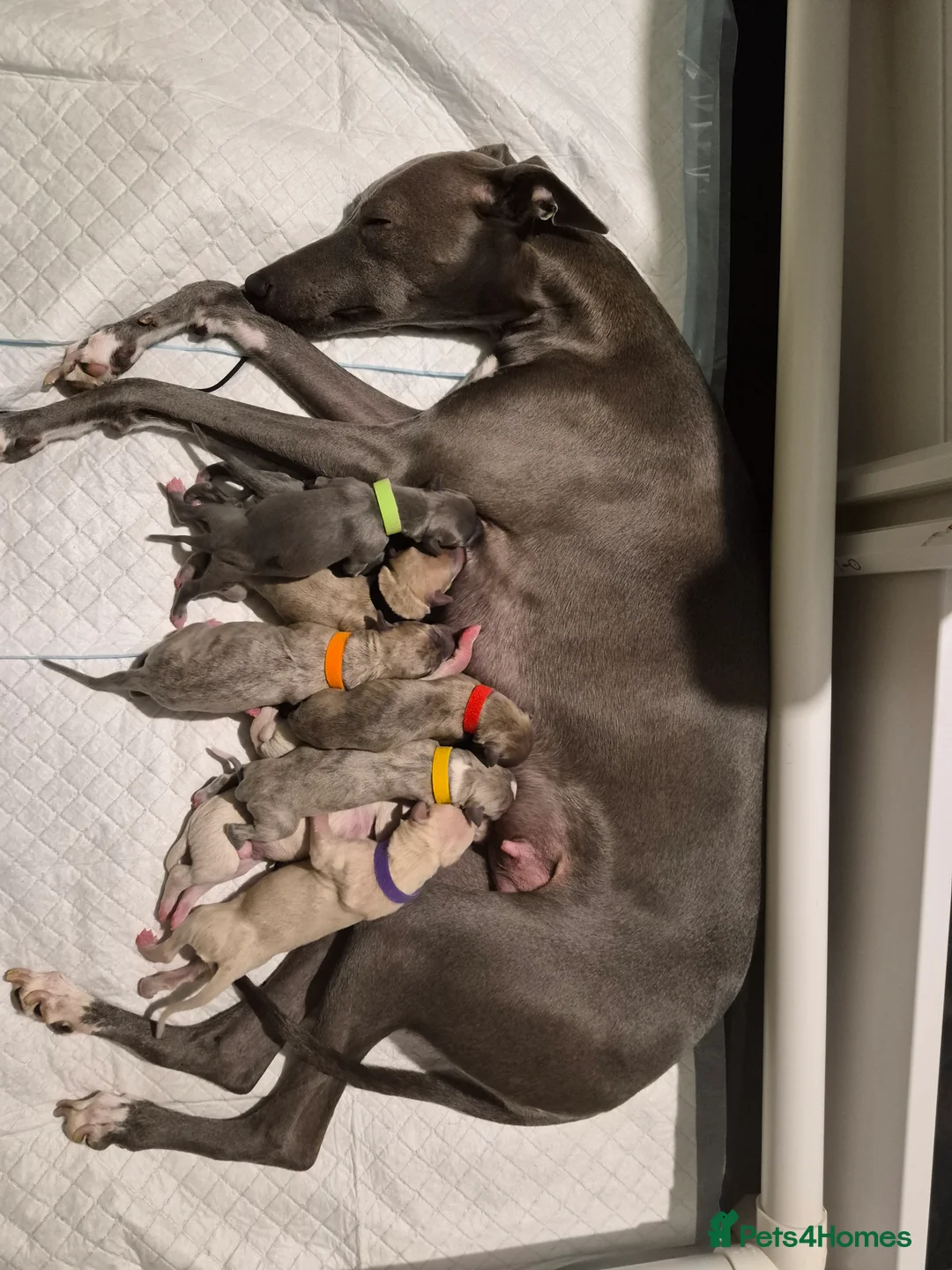 Whippet dogs for sale: KC Whippet Puppies - Champion Lines - Advert 2