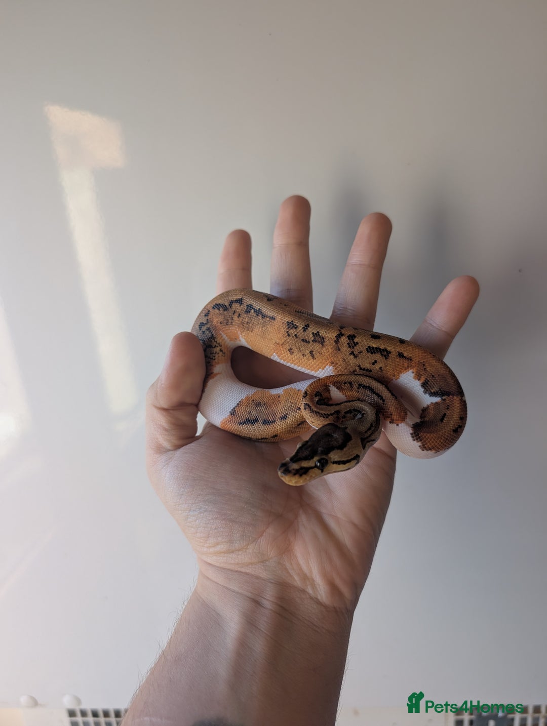 Python Snake reptiles for sale: Pied combination ball pythons  - Advert 3
