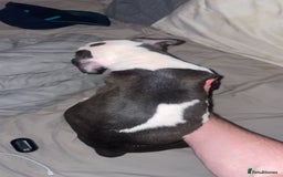 American Bulldog dogs for sale: 2 boys left  - Image 4