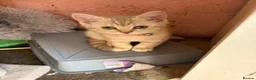 Scottish Fold cats for sale: Beautiful Scottish straights READY NOW  - Advert 8