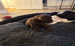Sproodle dogs for sale: Beautiful litter of F2 Sproodles  - Image 19